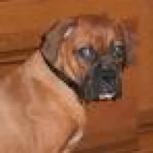 jassio