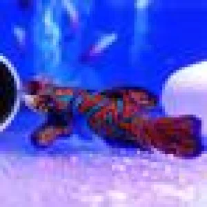 Mandaryn